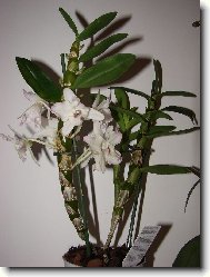 Dendrobium