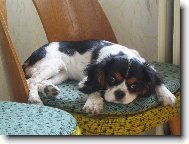 Cavalier King Charles Spaniel