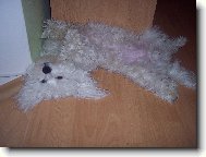 Maltese