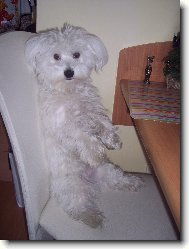 Maltese