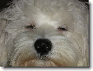 Maltese
