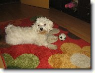 Maltese
