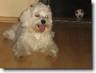 Maltese