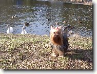 Jorkšírský terier, Yorkshire Terrier,