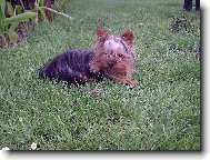Jorkšírský terier, Yorkshire Terrier,