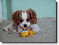 Cavalier King Charles Spaniel