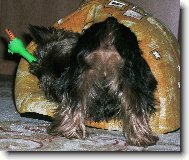 Jorkšírský terier, Yorkshire Terrier,