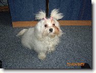 Maltese