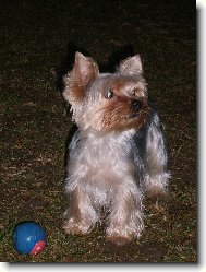 Jorkšírský terier, Yorkshire Terrier,