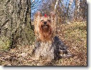Jorkšírský terier, Yorkshire Terrier,