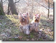Jorkšírský terier, Yorkshire Terrier,