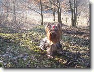 Jorkšírský terier, Yorkshire Terrier,