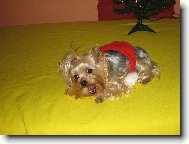 Jorkšírský terier, Yorkshire Terrier,