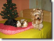 Jorkšírský terier, Yorkshire Terrier,