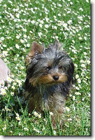 Jorkšírský terier, Yorkshire Terrier,