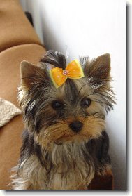 Jorkšírský terier, Yorkshire Terrier,