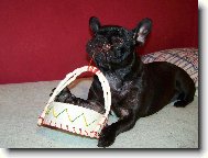 Bouledogue francais, French Bulldog