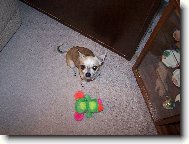 Chihuahua