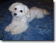 Maltese