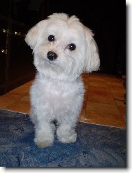 Maltese