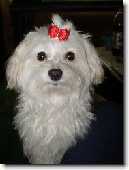 Maltese