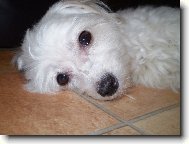 Maltese