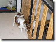 Continental Toy Spaniel