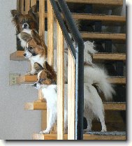 Continental Toy Spaniel