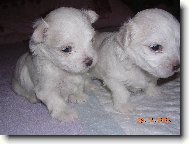 Maltese