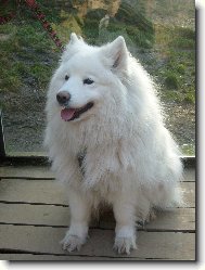 Samojedskaja Sobaka