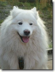 Samojedskaja Sobaka