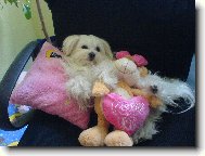 Maltese