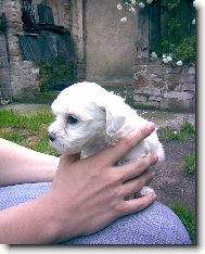 Maltese
