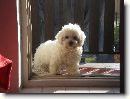 Maltese