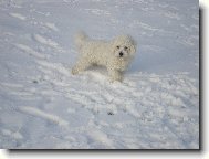 Maltese