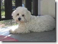 Maltese