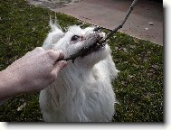 Maltese