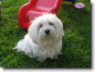 Maltese