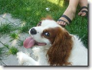 Cavalier King Charles Spaniel