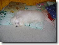 Maltese