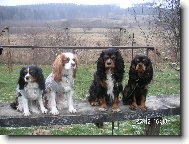 Cavalier King Charles Spaniel