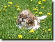 icu, Shih-Tzu