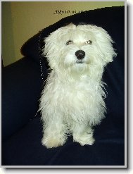 Maltese