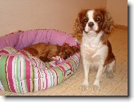 Cavalier King Charles Spaniel