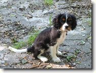 Cavalier King Charles Spaniel