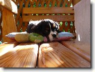 Cavalier King Charles Spaniel