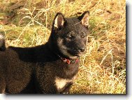 Shiba Inu