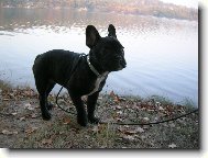 Bouledogue francais, French Bulldog