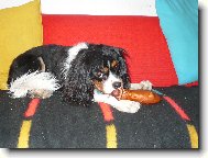 Cavalier King Charles Spaniel