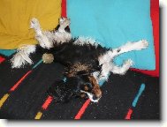 Cavalier King Charles Spaniel